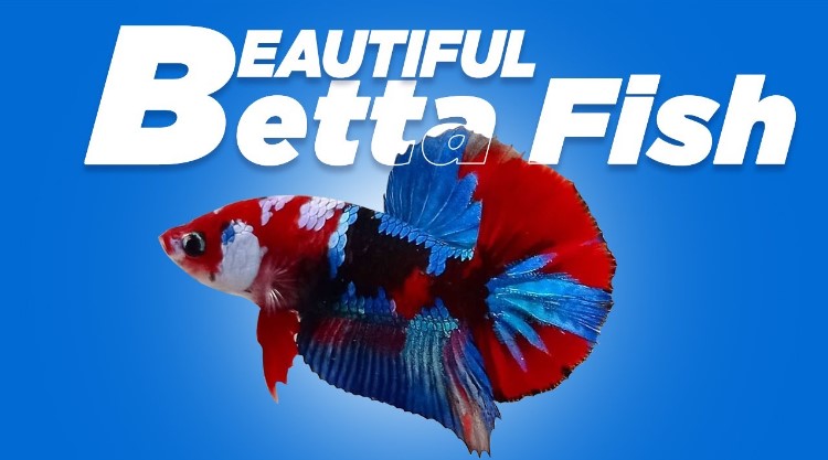 Betta Fish