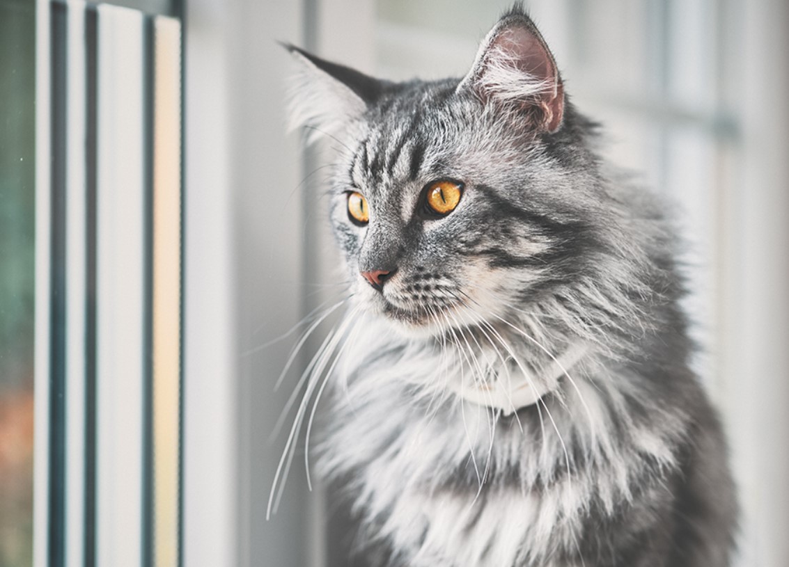 Maine Coon