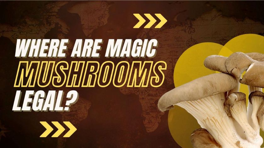 Where are Magic Mushrooms Legal? Federal and State Legal Status of Psychedelic Mushrooms